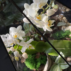 Орхидея в капле