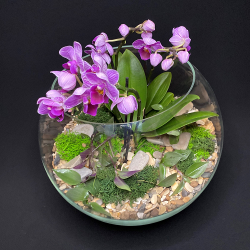 Флорариум шар с орхидеей