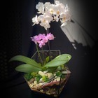 Орхидея в икосаэдре